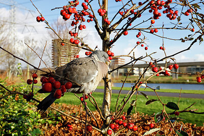 BUITEN BEELD Foto: 451831