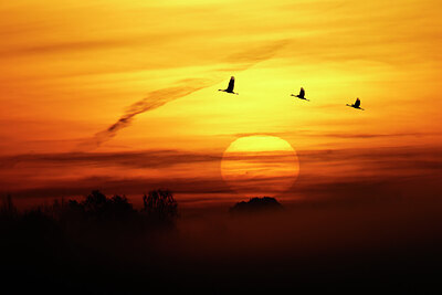 BUITEN BEELD Foto: 451835