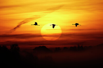 BUITEN BEELD Foto: 451836