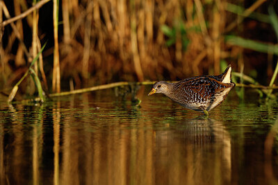 BUITEN BEELD Foto: 451841