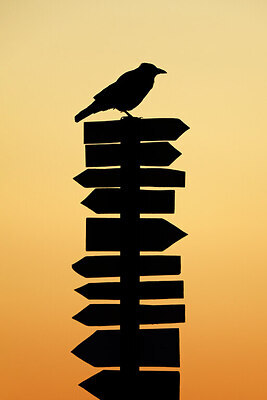 BUITEN BEELD Foto: 451844