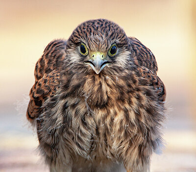 BUITEN BEELD Foto: 451869