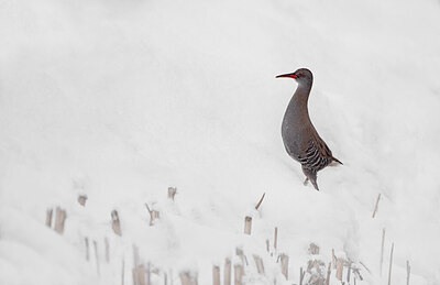 BUITEN BEELD Foto: 451870
