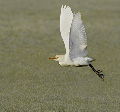 BUITEN BEELD Foto: 451873