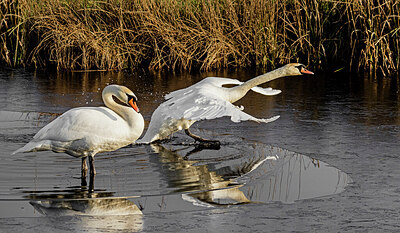 BUITEN BEELD Foto: 451874