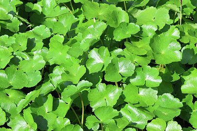 BUITEN BEELD Foto: 451891