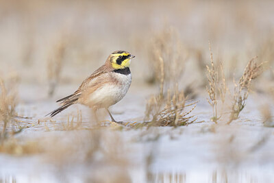 BUITEN BEELD Foto: 451913