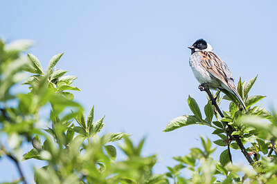 BUITEN BEELD Foto: 451918
