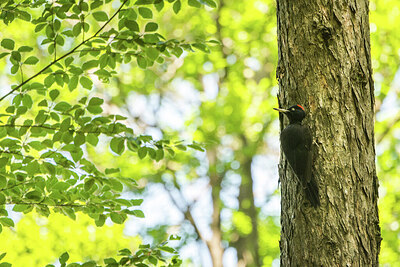BUITEN BEELD Foto: 451920