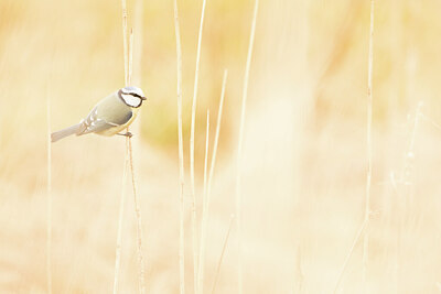 BUITEN BEELD Foto: 451922