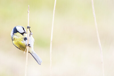 BUITEN BEELD Foto: 451923
