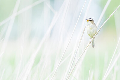 BUITEN BEELD Foto: 451927