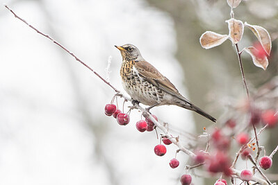 BUITEN BEELD Foto: 451929