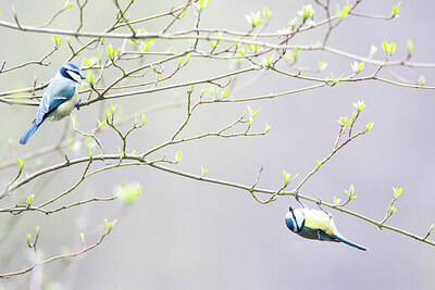 BUITEN BEELD Foto: 451932