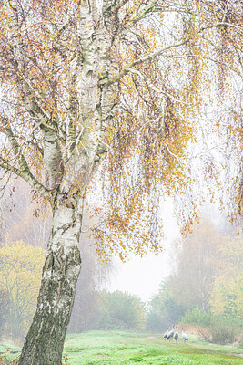 BUITEN BEELD Foto: 451935
