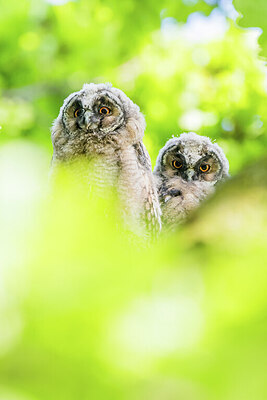 BUITEN BEELD Foto: 451939
