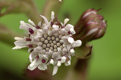BUITEN BEELD Foto: 451950