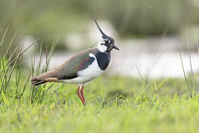 BUITEN BEELD Foto: 451974