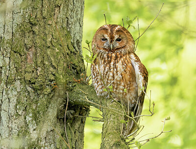 BUITEN BEELD Foto: 451980