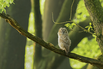 BUITEN BEELD Foto: 451983