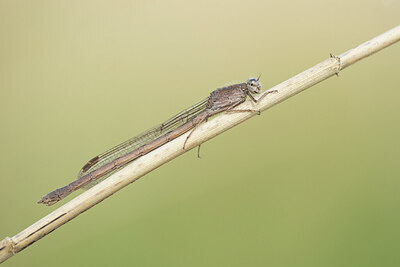 BUITEN BEELD Foto: 451992