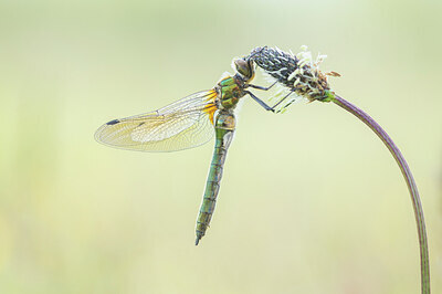 BUITEN BEELD Foto: 451993