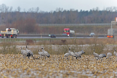 BUITEN BEELD Foto: 452013