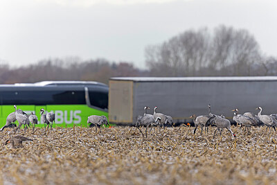 BUITEN BEELD Foto: 452014