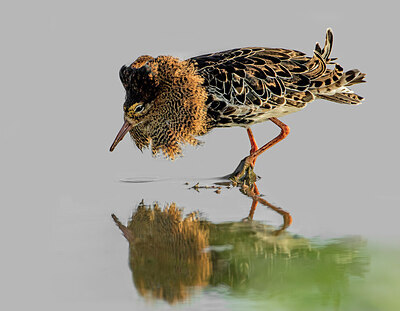 BUITEN BEELD Foto: 452020