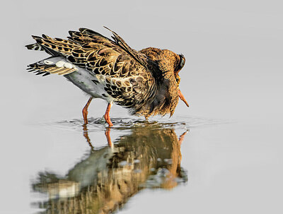 BUITEN BEELD Foto: 452021