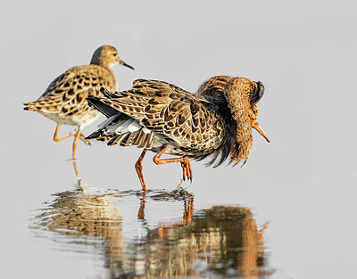 BUITEN BEELD Foto: 452022