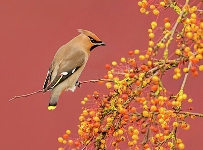 BUITEN BEELD Foto: 452023