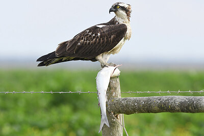 BUITEN BEELD Foto: 452031