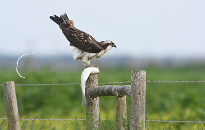 BUITEN BEELD Foto: 452033
