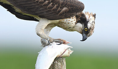 BUITEN BEELD Foto: 452034