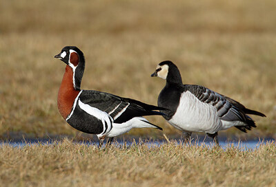 BUITEN BEELD Foto: 452042