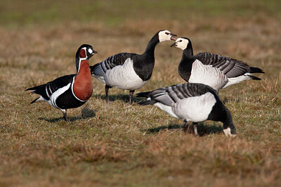 BUITEN BEELD Foto: 452043