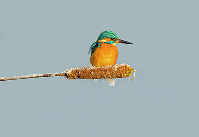 BUITEN BEELD Foto: 452045