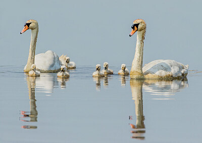BUITEN BEELD Foto: 452047