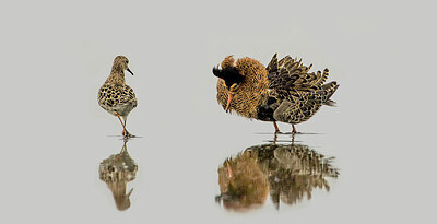 BUITEN BEELD Foto: 452048