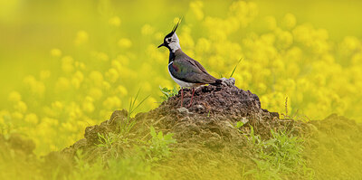 BUITEN BEELD Foto: 452049