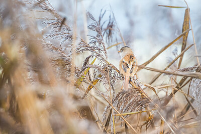 BUITEN BEELD Foto: 452053