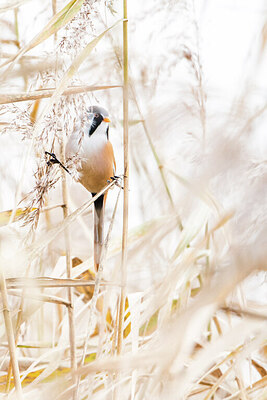 BUITEN BEELD Foto: 452054