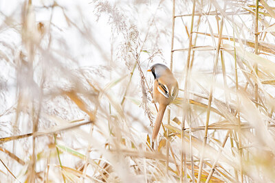 BUITEN BEELD Foto: 452055