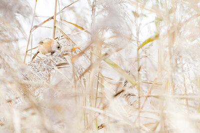 BUITEN BEELD Foto: 452056