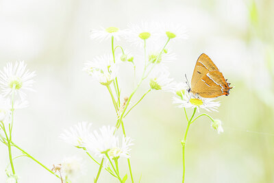 BUITEN BEELD Foto: 452060