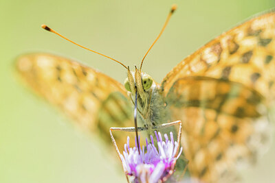 BUITEN BEELD Foto: 452061