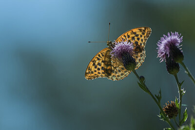 BUITEN BEELD Foto: 452062