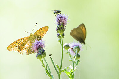 BUITEN BEELD Foto: 452063