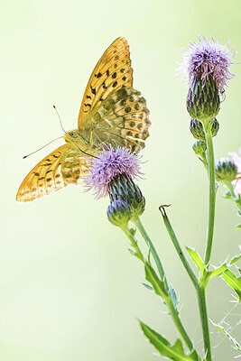 BUITEN BEELD Foto: 452064
